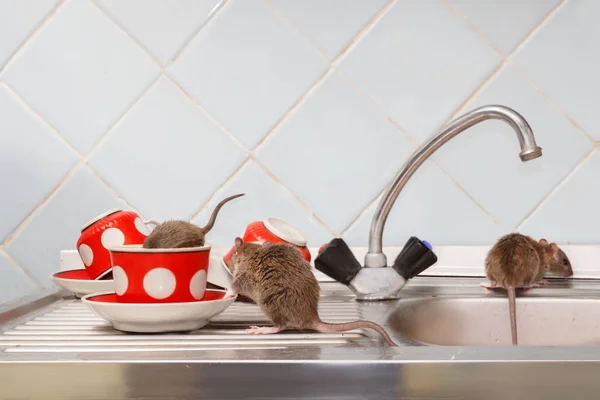 Üç genç rats (Rattus norvegicus) mutfak at. Bir fare kırmızı bardağa tarar. Kemirgenler daire ile mücadele. İmha.