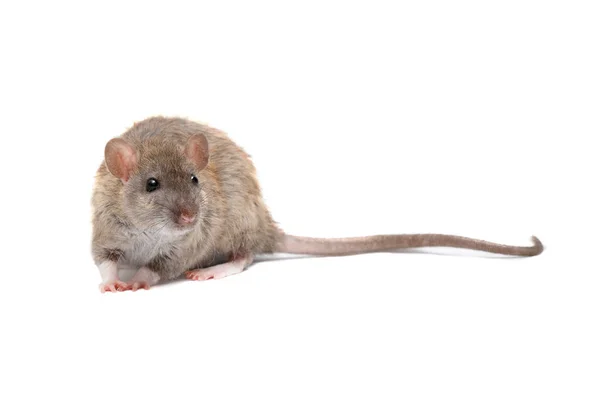 Closeup Young Fluffy Rat Rattus Norvegicus Sneaks Carefully Look Isolated — Stock Photo, Image