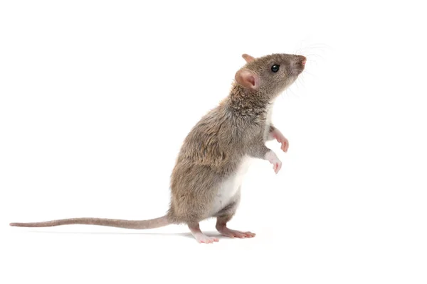 portre genç fare (Rattus norvegicus) arka ayakları ve ararken üzerinde duruyor. Beyaz arka plan üzerinde izole