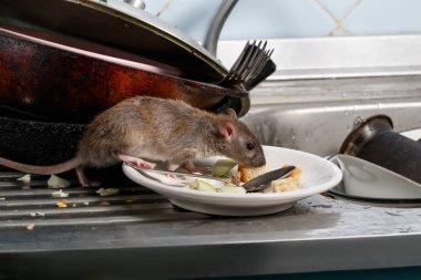 Yakın çekim Genç fare (Rattus norvegicus) mutfak lavabo üzerinde bir tabakta yemek artıkları kokluyor. Kemirgenler daire ile mücadele. İmha.