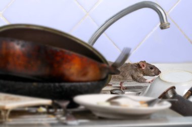 Yakın çekim Genç fare (Rattus norvegicus) mutfak lavaboda kirli yemekleri tırmanıyor. iki eski tava ve bir tabak ön planda. Sadece fare koymak küçük Dof odak
