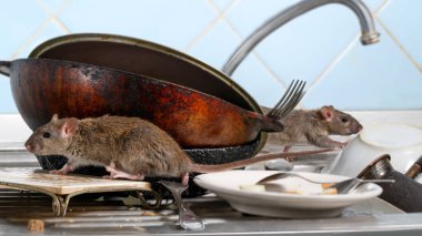 İki genç fare (Rattus norvegicus) tırmanıyor kirli yemekleri mutfak lavabo. iki eski tava ve çanak çömlek. Sadece bir fare için koymak küçük Dof odak