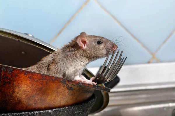 特写小鼠 从肮脏的平底锅看在厨房的蓝色瓷砖背景的叉子 啮齿动物控制概念 — 图库照片
