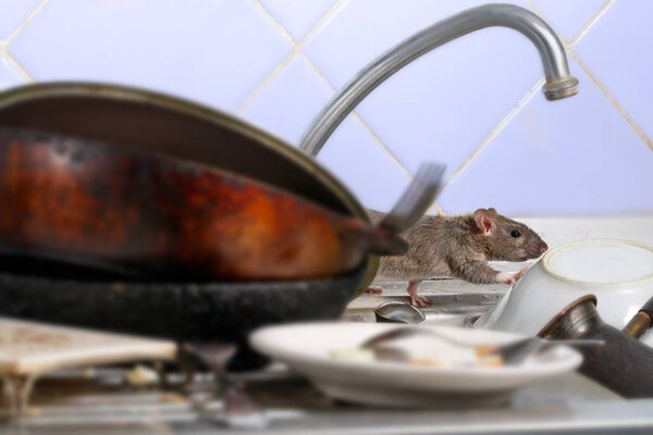 Close-up young rat (Rattus norvegicus) climbs on dirty dishes in the kitchen sink. two old pans and a plate in the foreground. small DoF focus put only to the rat