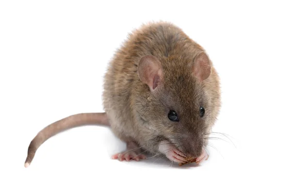 Close Jonge Rat Rattus Norvegicus Eet Beschuit Zoek Naar Een — Stockfoto