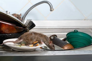 İki genç rats (Rattus norvegicus) lavaboya mutfak at kirli çanak çömlek ile. Kemirgenler daire ile mücadele. İmha.