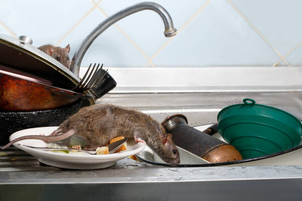 Two young rats (Rattus norvegicus)  on the sink with dirty crockery at the kitchen. Fight with rodents in the apartment. Extermination.