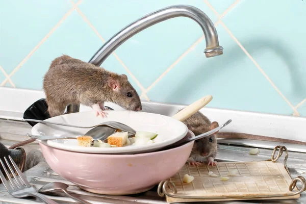 两只幼小的老鼠 靠近水龙头和盘子 厨房里的盘子上有食物的剩饭 在公寓里和啮齿动物打架 — 图库照片