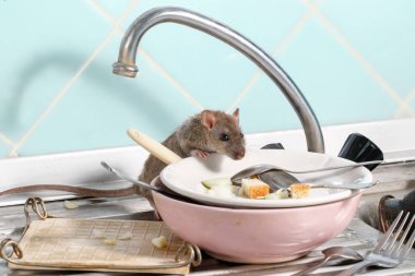 Lavabo Mutfak at üzerinde bir tabakta yemek artıkları ile çanak içine genç fare (Rattus norvegicus) tırmanıyor. Kemirgenler daire ile mücadele. İmha.