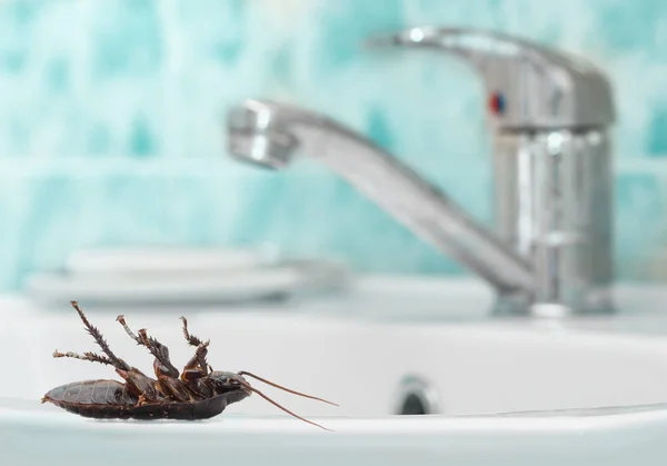 死蟑螂在水槽的背景上的水龙头和蓝色瓷砖在浴室 建筑物内 在公寓里和蟑螂打架 — 图库照片