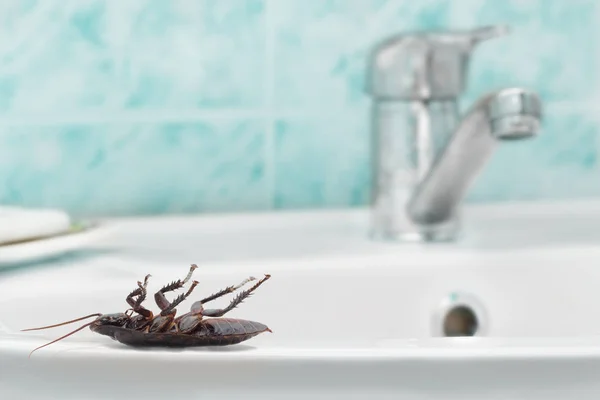 Lavaboya su musluk ve banyo fayansları mavi arka plan üzerinde ölü hamam böceği. İç yüksek binalar. Daire Hamam böcekleri ile mücadele. İmha.
