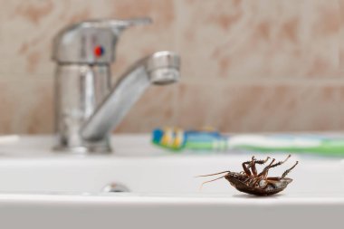 Dead cockroach on the sink on the background of the water faucet and brown tile in bathroom. Inside buildings. Fight with cockroaches in the apartment. Extermination. clipart