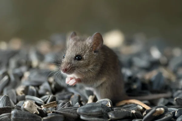 Closeup Young Wild Mouse Sits Pile Sunflower Seeds Warehouse Look — Stock Photo, Image