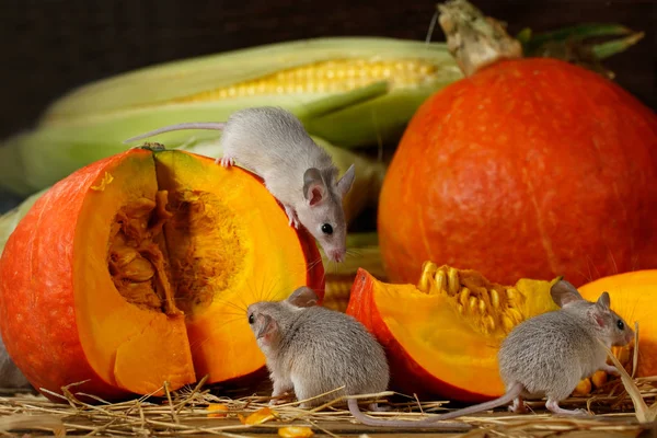 Крупним Планом Три Молодих Сірих Мишки Біля Скибочки Апельсинового Гарбуза — стокове фото