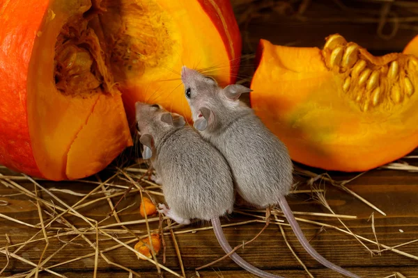 Gros Plan Deux Jeunes Souris Grises Près Citrouille Orange Dans — Photo