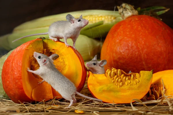 Close Three Young Mice Climbs Orange Pumpkin Warehouse Small Dof — Stock Photo, Image