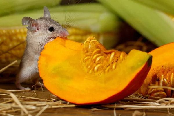 Close-up gray mouse nibbles slice of orange pumpkin on the background of corn in the pantry.Small DoF focus put only to mouse head.
