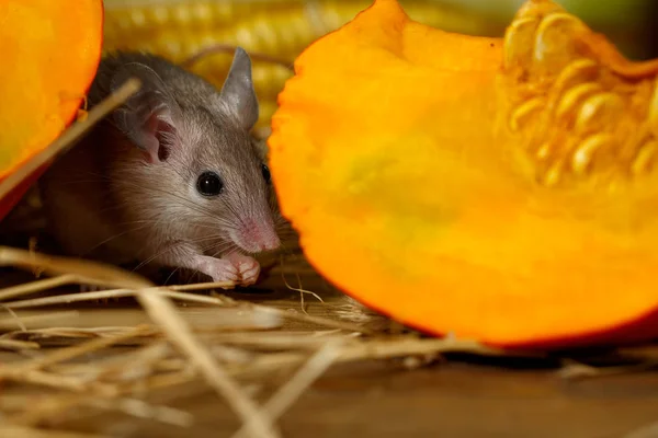 Närbild Grå Mus Lurar Nära Orange Pumpa Skafferiet Små Dof — Stockfoto