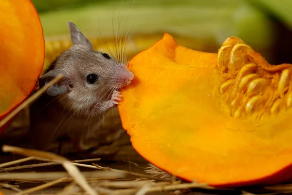 Close Grijze Muis Nibbles Segment Van Oranje Pompoen Achtergrond Van — Stockfoto