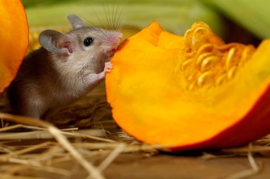 Yakın çekim gri fare depodaki Turuncu kabak dilim nibbles. Sadece fare başına küçük Dof odak.