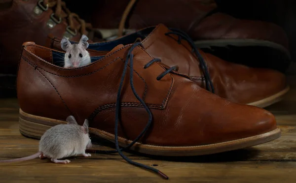 Großaufnahme Zweier Mäuse Und Lederbrauner Schuhe Auf Dem Holzboden Kleiner — Stockfoto