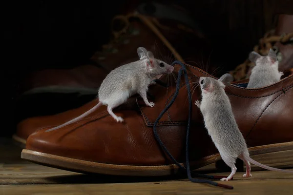 Primer Plano Tres Ratones Zapatos Marrones Cuero Los Pisos Madera —  Fotos de Stock