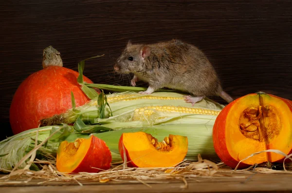 棕色大鼠 爬上玉米附近的橙色南瓜仓库内 — 图库照片