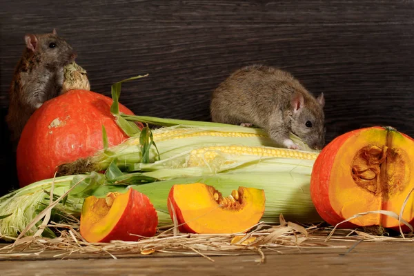 两只老鼠 诺维吉克斯 靠近橙色南瓜和储藏室内的玉米 小的焦点只集中在玉米上的一只老鼠身上 — 图库照片