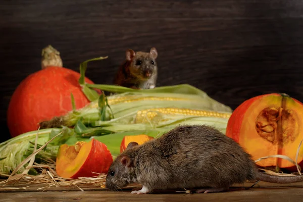 Nahaufnahme Ratte Rattus Norvegicus Vor Orangefarbenem Kürbis Und Mais Die — Stockfoto