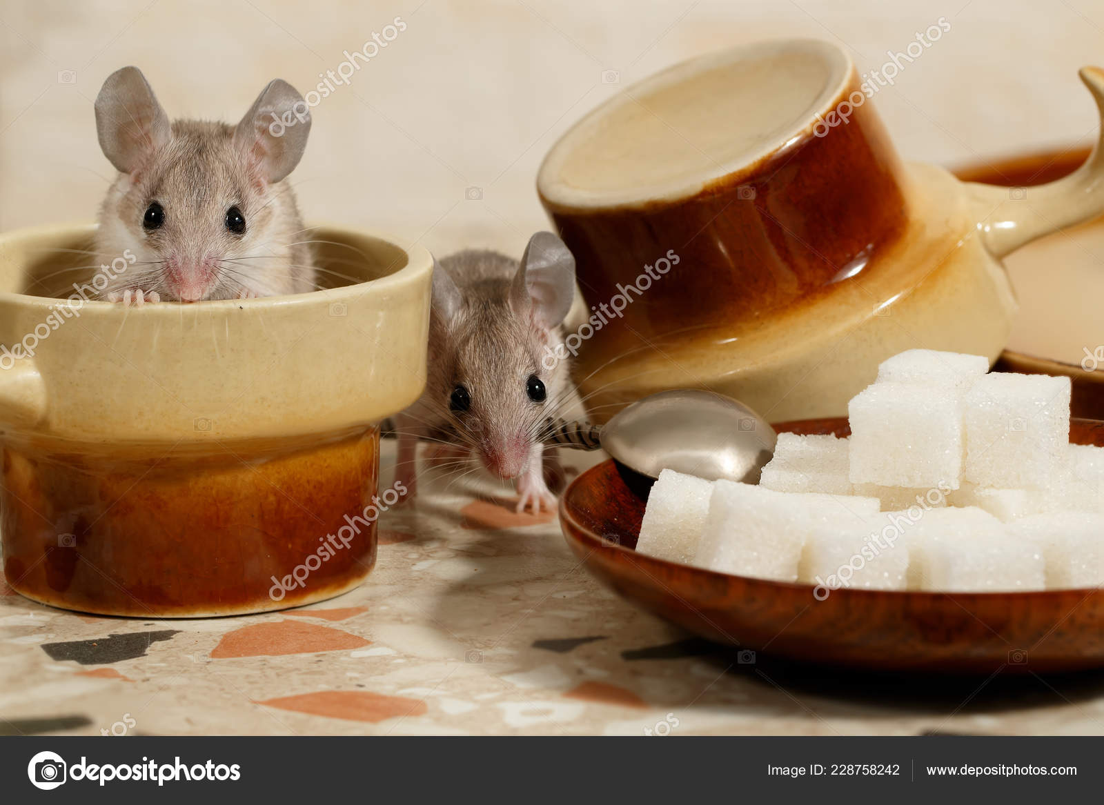 Close Two Mouse Plate Sugar Coffee Cups Kitchen Table One Stock