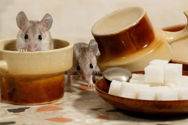 两只老鼠靠近厨房桌子上的一盘糖和咖啡杯 一只老鼠坐在杯子里 小的焦点只放在老鼠头上 — 图库照片