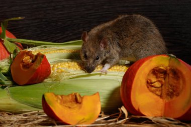 Yakın çekim fare (Rattus norvegicus) Mısır yiyor ve kamera kiler içinde kırmızı balkabağı yakınındaki bakar.