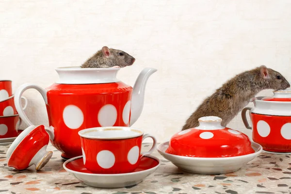 Closeup Two Rats Rattus Norvegicus Red Tea Set Countertop Kitchen — Stock Photo, Image
