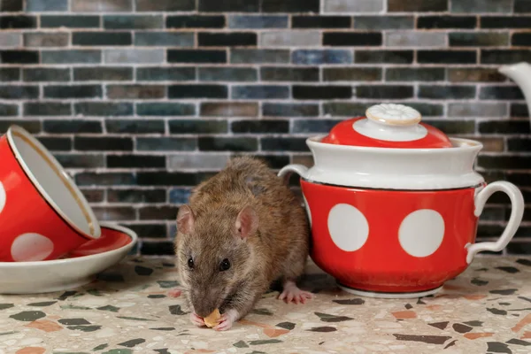 Yakın çekim (Rattus norvegicus) fare yiyor ve kamera şekerlik yakınındaki bir evde mutfak tezgah üzerinde bakar. 