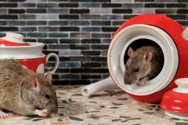 Yakın çekim iki fareler (Rattus norvegicus) mutfak tezgah üzerinde. Bir fare yiyor, ikinci fare ona çaydanlık görünüyor.