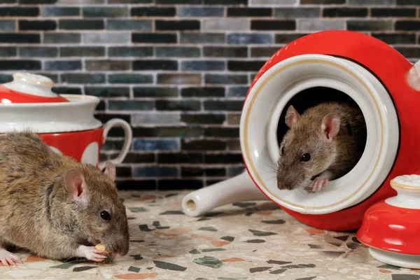 Yakın çekim iki fareler (Rattus norvegicus) mutfak tezgah üzerinde. Bir fare yiyor, ikinci fare ona çaydanlık görünüyor.