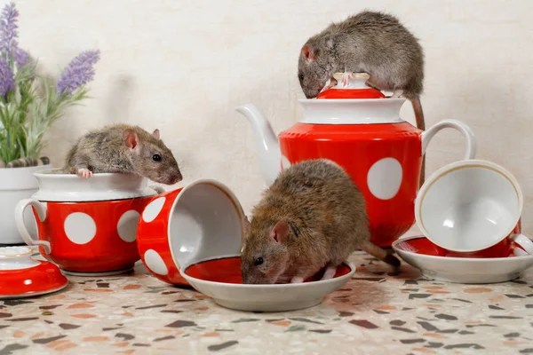 Detaljbild Tre Råttor Rattus Norvegicus Bänkskivan Köket Råtta Drycker Andra — Stockfoto