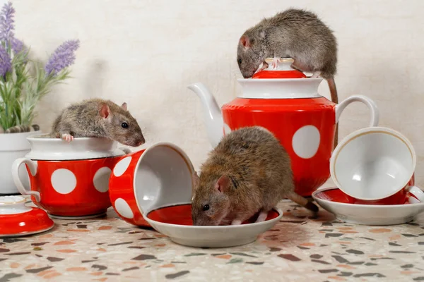 Close-up three rats (Rattus norvegicus) on countertop at kitchen.  One rat drinks, second rat sits on top of teapot, third rat climbs get out from sugar bowl.