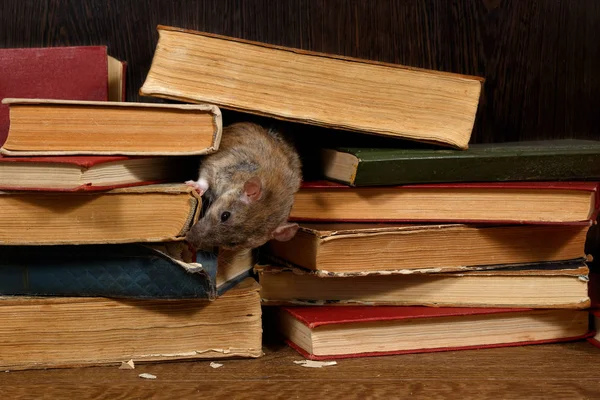 Close Rat Rat Rattus Norvegicus Gnaws Rug Van Het Boek — Stockfoto