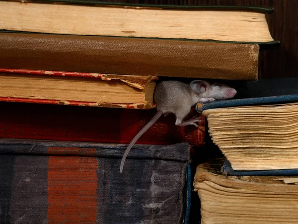 Close-up the young mouse sleeps  on pile of old books in the library. Concept of rodent control.