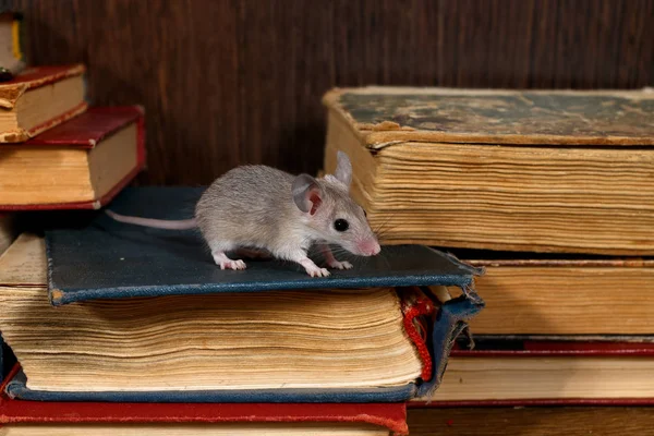 Großaufnahme Steht Die Junge Graue Maus Auf Einem Stapel Alter — Stockfoto