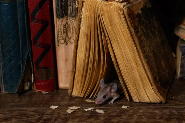 Nahaufnahme Junge Maus Schaut Aus Dem Alten Buch Auf Dem — Stockfoto
