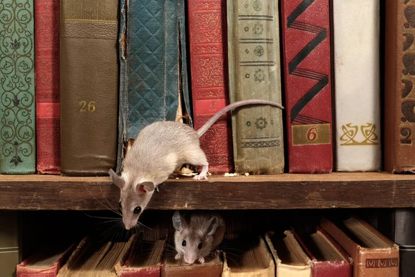 Närbild Två Unga Möss Gamla Böcker Hyllan Biblioteket Begreppet Råttbekämpning — Stockfoto