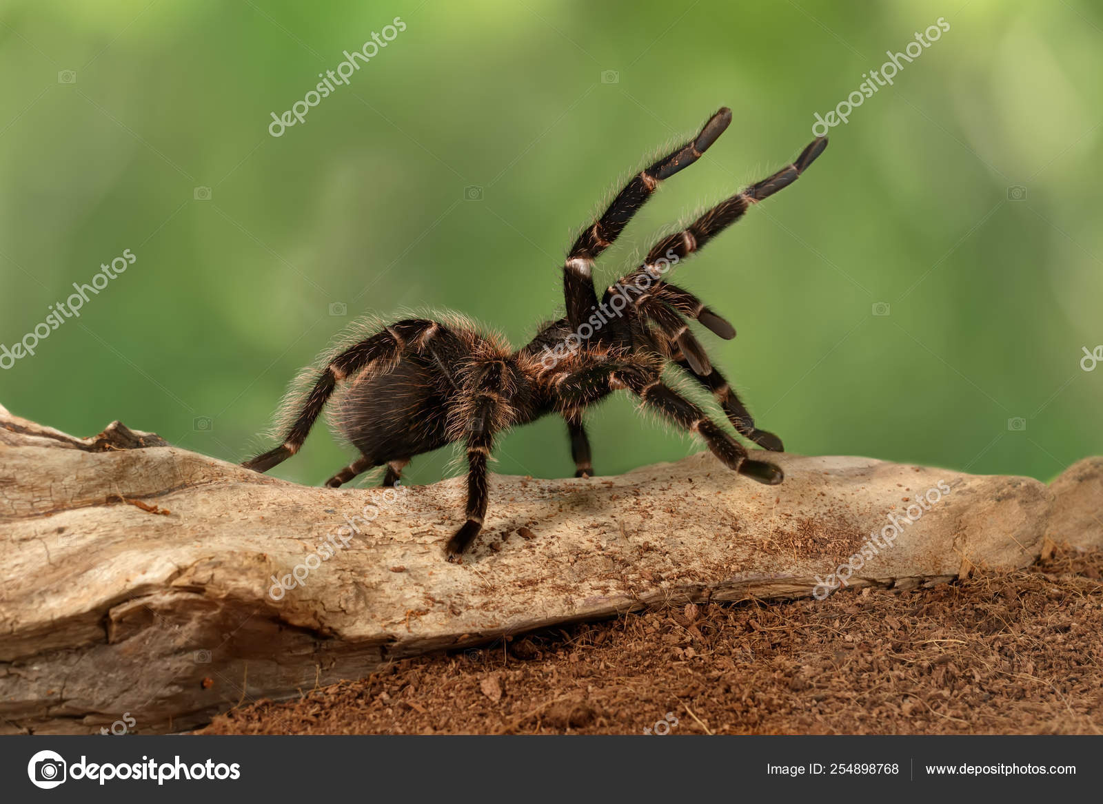 Lasiodora Parahybana 위치에 거미는 세계에서 번째로 거미로 됩니다 년까지 — 스톡 사진 © tog #254898768, image size:1600x1167