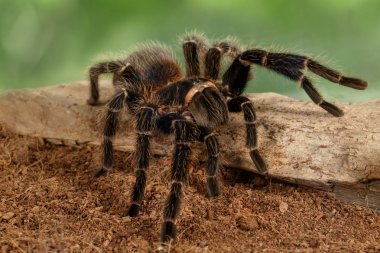 Yeşil zemin üzerine kırık dal üzerinde sürünerek Closeup dişi örümcek tarantula (Lasiodora parahybana).