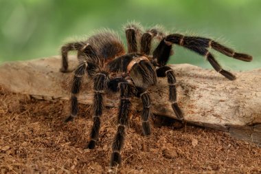 Closeup female of spider tarantula  (Lasiodora parahybana) crawling on the snag on green background. clipart
