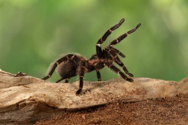 İçinde konumunu tehdit portre dişi örümcek Tarantula (Lasiodora parahybana). Dünyanın üçüncü büyük tarantula olarak kabul Bu örümcekler. Dişiler için 25 yıl yaşayabilir.