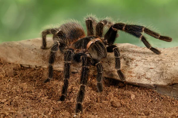 Yeşil zemin üzerine kırık dal üzerinde sürünerek Closeup dişi örümcek tarantula (Lasiodora parahybana).