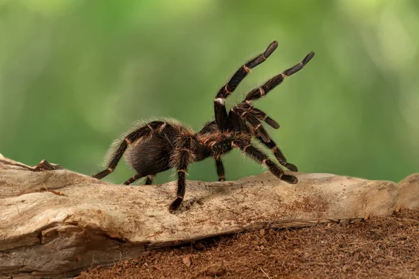 İçinde konumunu tehdit portre dişi örümcek Tarantula (Lasiodora parahybana). Dünyanın üçüncü büyük tarantula olarak kabul Bu örümcekler. Dişiler için 25 yıl yaşayabilir.