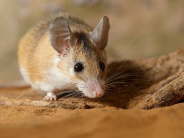 Yakın çekim Kadın dikenli fare (Acomys cahirinus) kumdaki tuzakların arkasına saklanıyor. Küçük DOF odak fare sadece kafa koymak. 